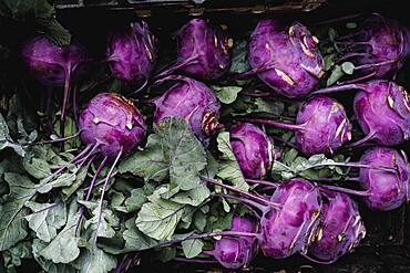 High angle close up of freshly picked purple kohlrabi.