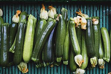 High angle close up of freshly picked courgettes.