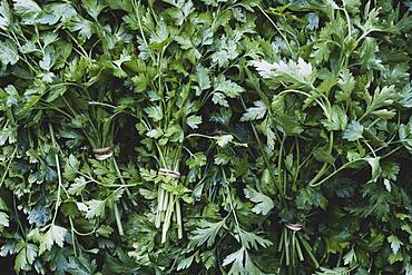 High angle close up of bunches of freshly picked flat leaf parsley.