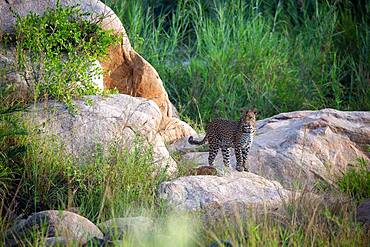 A leopard, Panthera pardus, walks across some boulders in a riverbed, Sabi Sands, South Africa