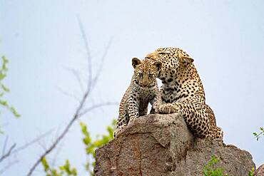 A leopard and her cub, Panthera pardus, lying on a rock, Sabi Sands, South Africa