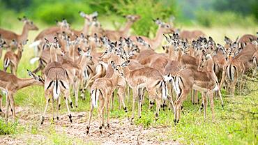 A herd of impala, Aepyceros melampus, against a green background, Sabi Sands, South Africa