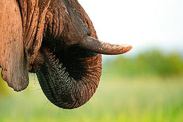 A close up of an elephant's trunk and tusk, Loxodontaﾠafricana, Sabi Sands, South Africa