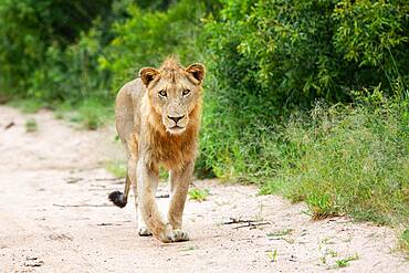 A young male lion, Panthera leo, walking on a road, Sabi Sands, South Africa