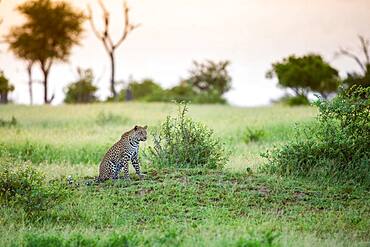 A young leopard, Panthera pardus, sits on a mound in a clearing at sunset, Sabi Sands, South Africa