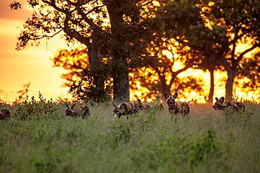 A pack of wild dogs, Lycaon pictus, walk through grass during sunset, Sabi Sands, South Africa