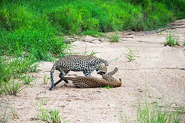 A pair of leopards, Panthera pardus, have a fight in a riverbed after mating, Sabi Sands, South Africa