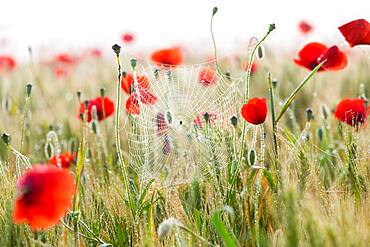 Poppies and cobwebs on grasses in the early morning