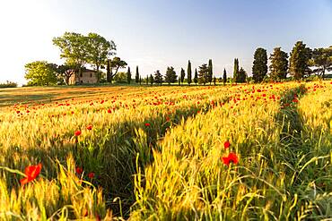 Field of poppies and old abandoned farmhouse, Tuscany, Italy