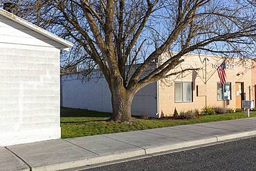 Small town Town Hall building, American flag and elm tree