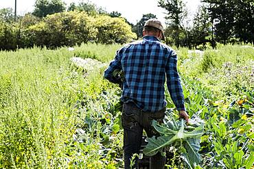 Farmer walking through a field of crops