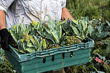 Close up of farmer with crate of Romanesco cauliflowers.