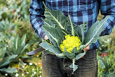 Farmer in a field with freshly picked Romanesco cauliflower.