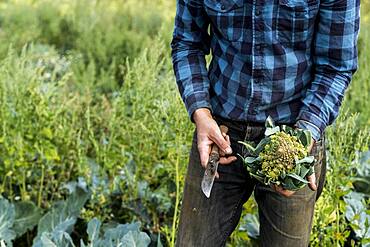 Farmer in a field with freshly picked Romanesco cauliflower.