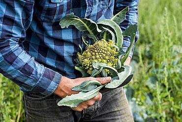 Farmer in a field with freshly picked Romanesco cauliflower.