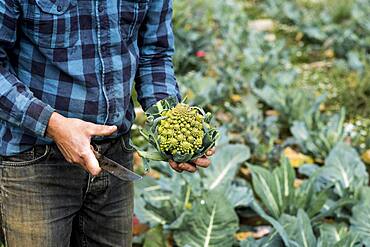 Farmer in a field with freshly picked Romanesco cauliflower.