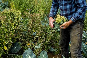 Close up of farmer standing in a field with fresh cauliflower.