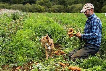 Farmer holding bunch of freshly picked carrots.