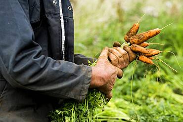 Farmer holding bunch of freshly picked carrots.