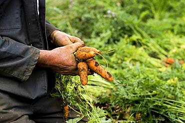 Farmer holding bunch of freshly picked carrots.