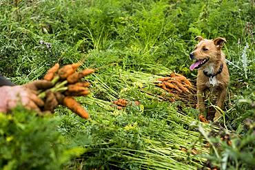 Farmer holding bunch of freshly picked carrots.