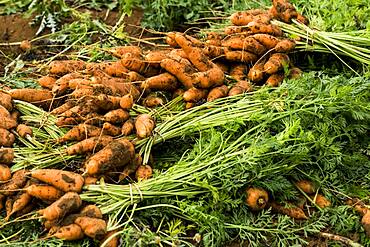 Close up of bunches of freshly picked carrots.