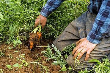 Farmer holding bunch of freshly picked carrots.