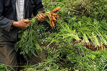 Farmer holding bunch of freshly picked carrots.