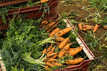 Close up of bunches of freshly picked carrots in a plastic crate.