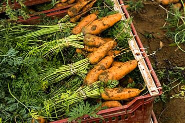 Close up of bunches of freshly picked carrots in a plastic crate.