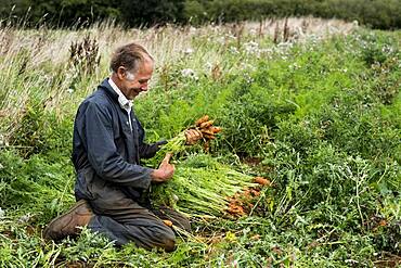 Farmer holding bunch of freshly picked carrots.