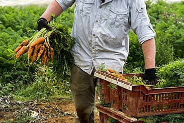 Farmer standing in a field, holding freshly picked carrots.