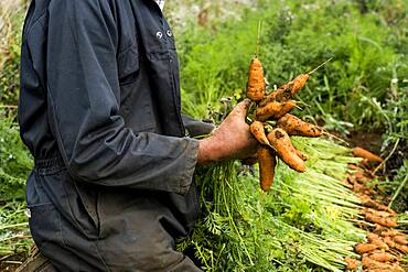 Farmer holding bunch of freshly picked carrots.