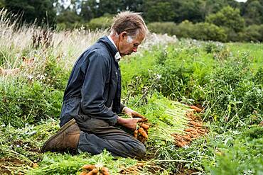 Farmer holding bunch of freshly picked carrots.