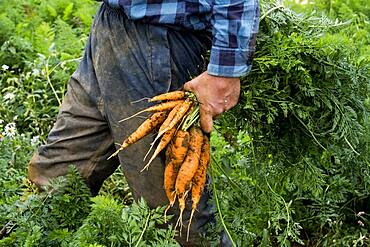 Farmer standing in a field, holding freshly picked carrots.