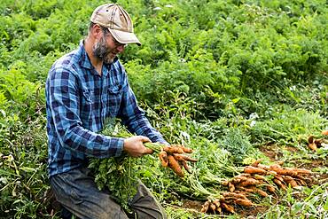 Farmer holding bunch of freshly picked carrots.