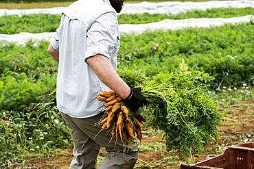 Farmer standing in a field, holding freshly picked carrots.