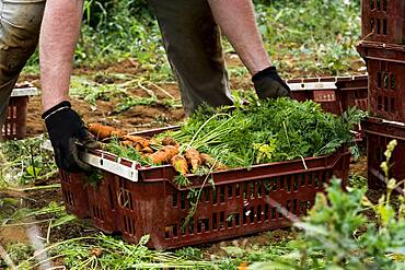 Farmer holding bunch of freshly picked carrots.