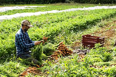 Farmer kneeling in a field, holding bunch of freshly picked carrots.