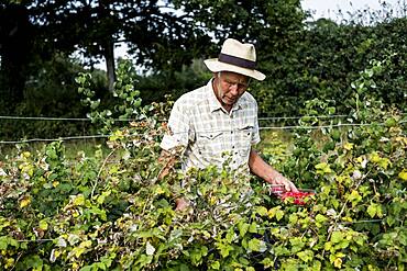 Farmer with punnet of fresh raspberries.