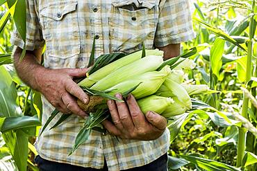 Farmer holding freshly picked sweetcorn.