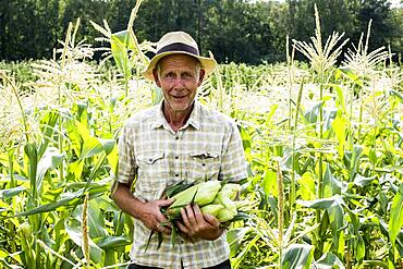 Farmer standing in a field, holding freshly picked sweetcorn.