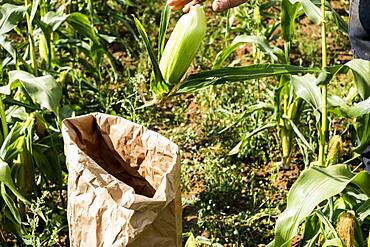 Farmer standing in a field, picking sweetcorn