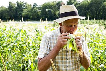 Farmer standing in a field, eating freshly picked sweetcorn.