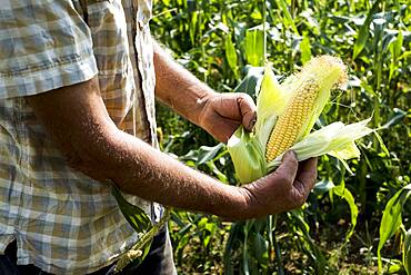 Farmer holding freshly picked sweetcorn.