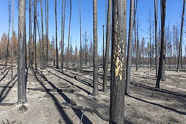 Aftermath of a forest fire, charred tree trunks and shadows, Deschutes National Forest, Oregon, United States