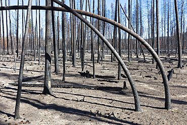 Destroyed and burned forest after extensive wildfire, charred twisted trees, Deschutes National Forest, Oregon, United States