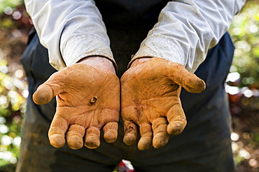 Close up of farmer's working hands covered in red soil.