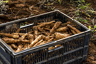 High angle close up of crate of freshly picked parsnips.