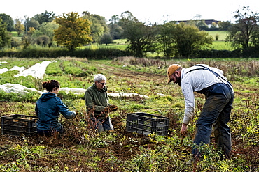 Three farmers standing and kneeling in a field, harvesting parsnips.